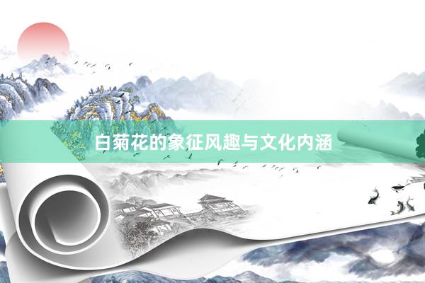 白菊花的象征风趣与文化内涵